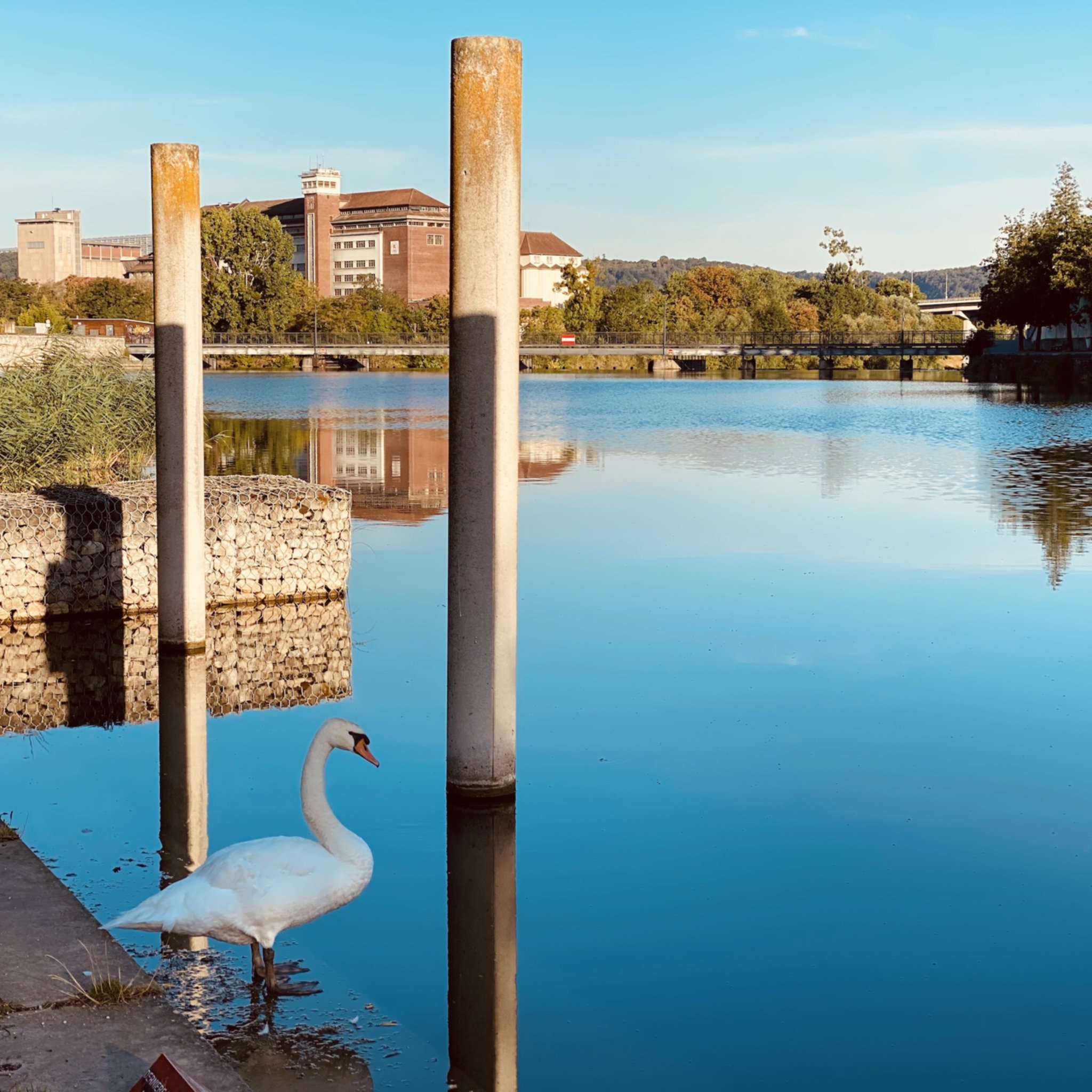 Un cygne sur le parcours
