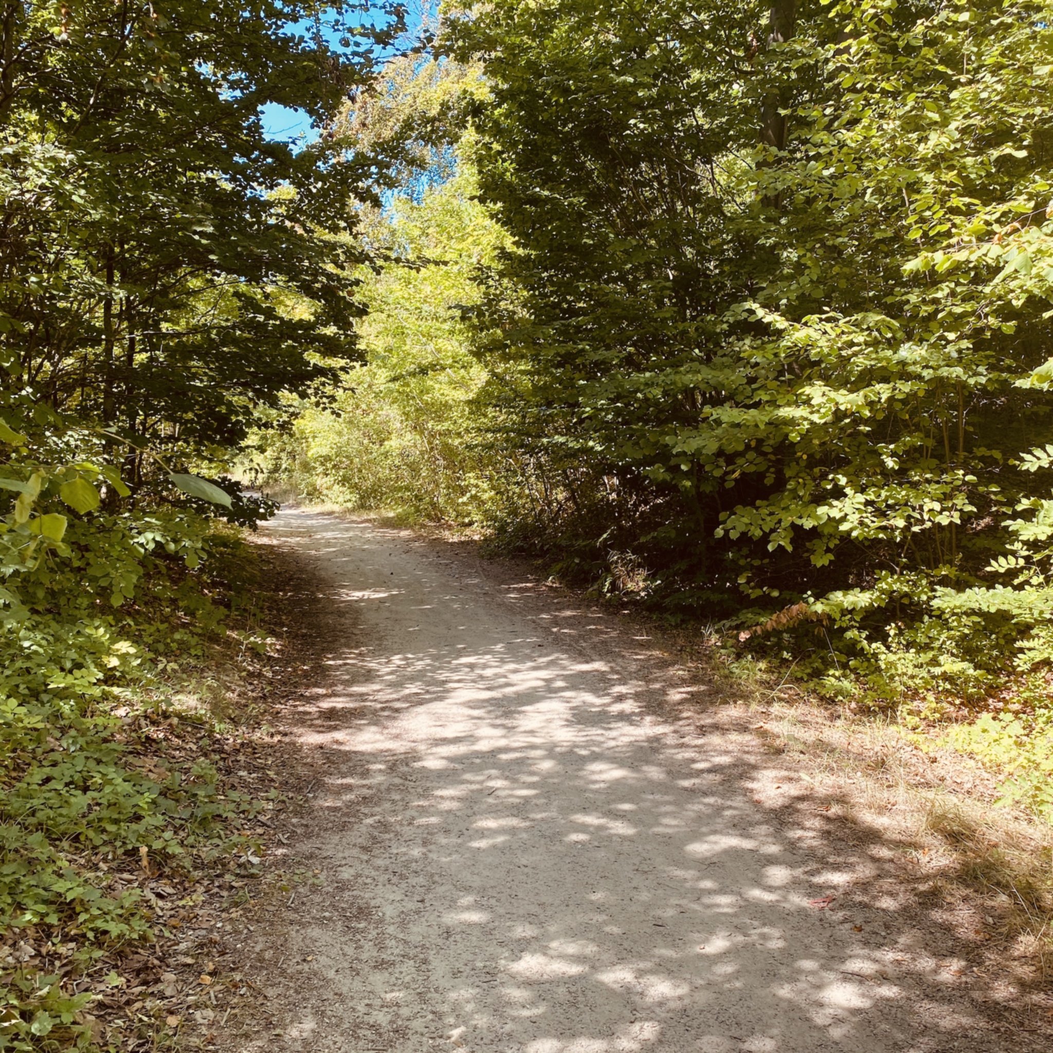 Fôret du plateau