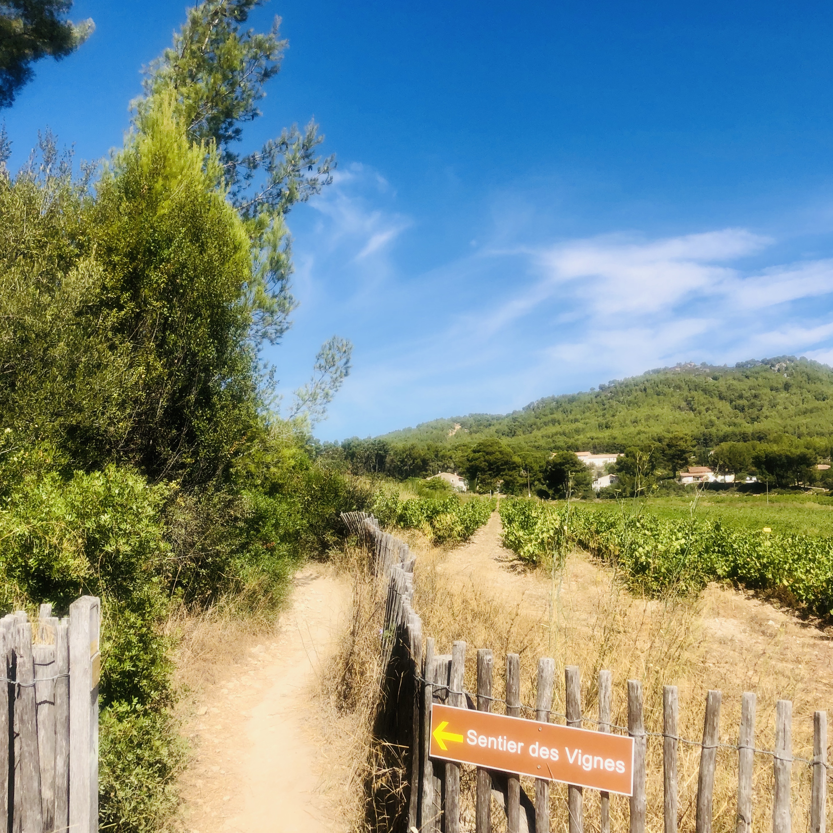 On re quitte une nouvelle fois ce sentier pour quelques centaines de mètres et demarrer le sentier des vignes. Un debut assez roulant, idéale pour faire baisser le cardio avant d&amp;#039;attaquer la dernière difficulté du parcours