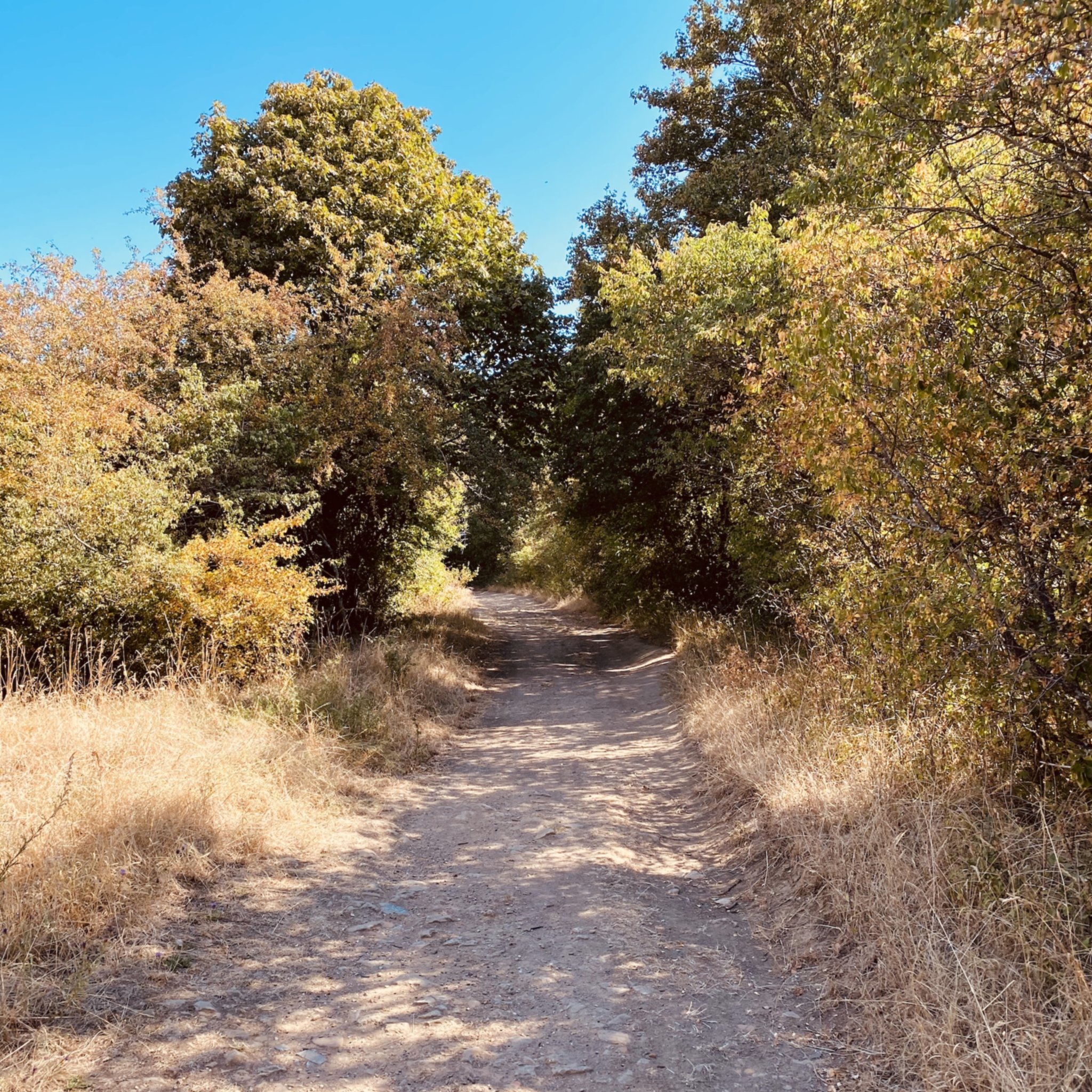 Sentier en liziere de fôret